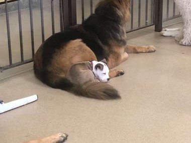Pets.mail.ru Pets.mail.ru