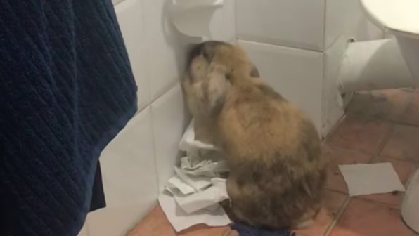Маленький кролик играет с туалетной бумагой