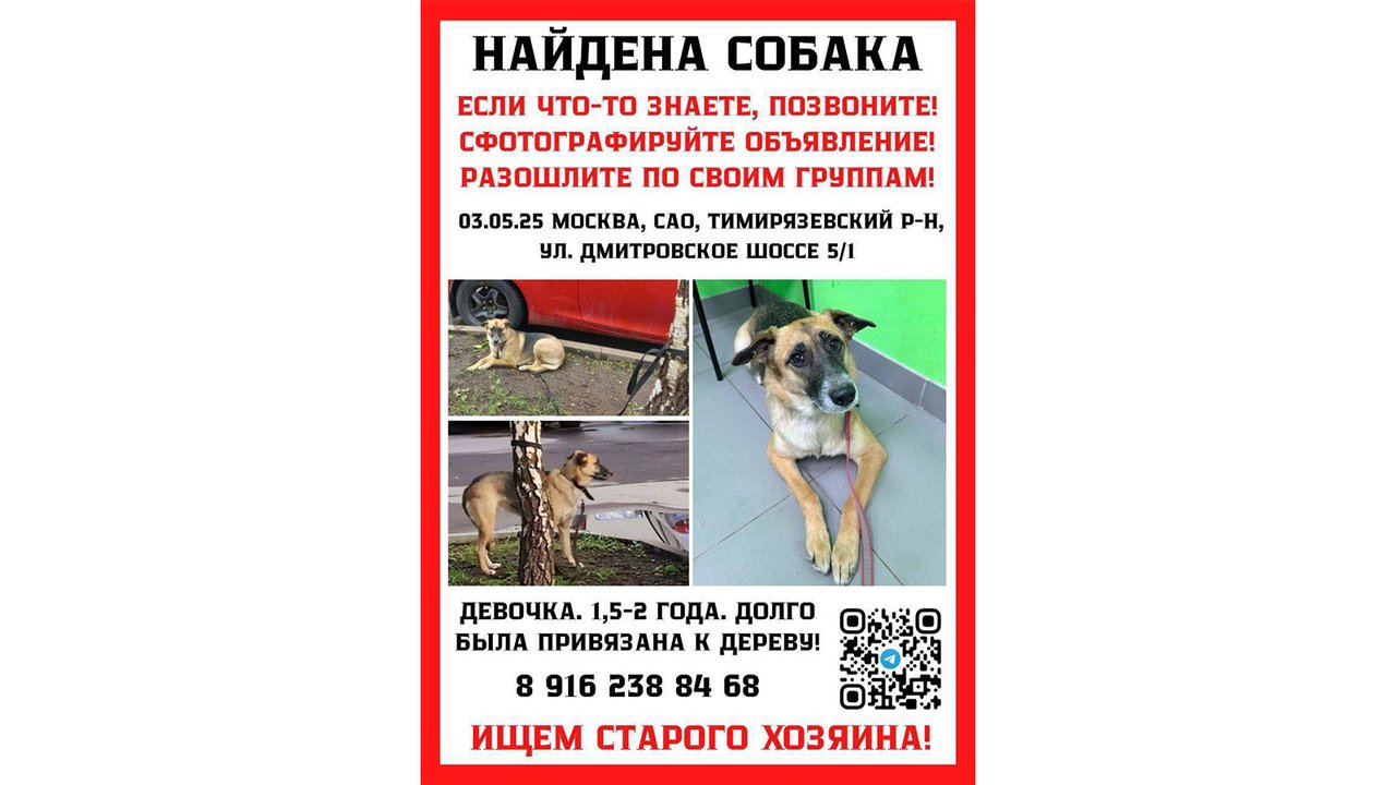 В Москве собаку оставили привязанной к дереву В Москве собаку оставили привязанной к дереву