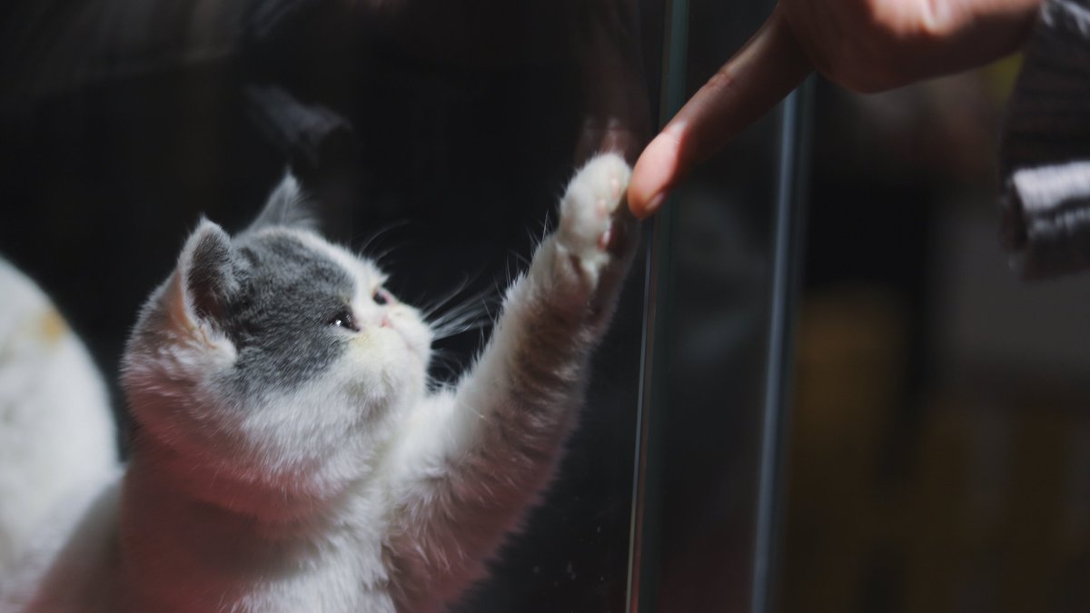Коты и люди Коты и люди