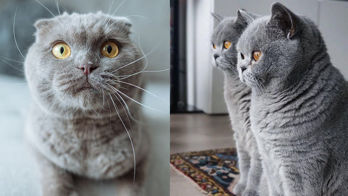 Как отличить шотландского котенка от обычного фото