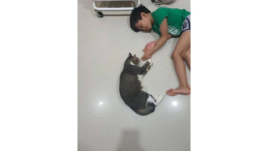 Кошка Кошка