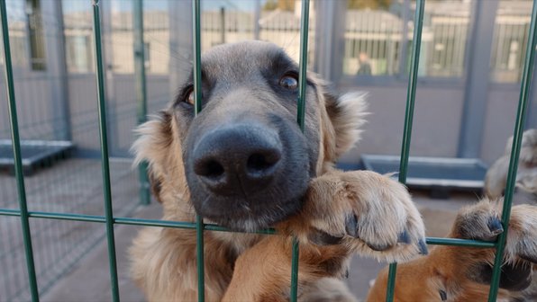 История временно бездомных животных в одном видео