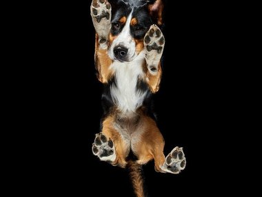 Pets.mail.ru Pets.mail.ru