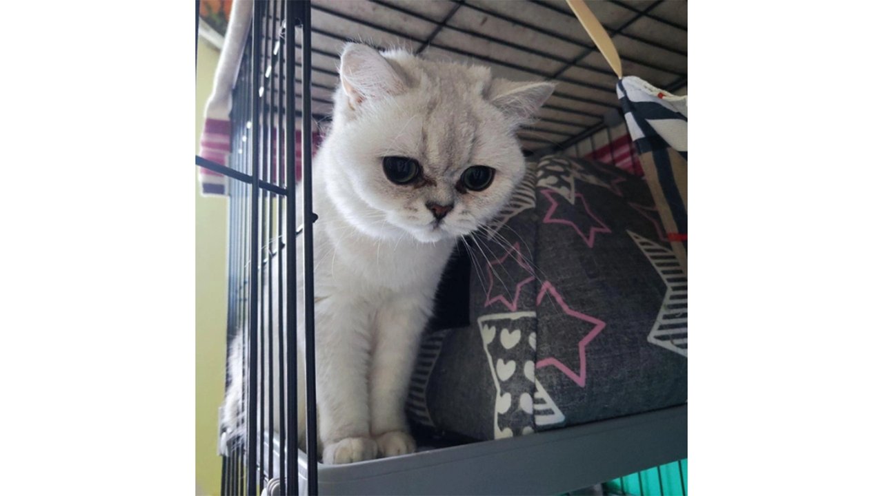 Редкого кота-красавца выбросили в подъезд в Перми Редкого кота-красавца выбросили в подъезд в Перми