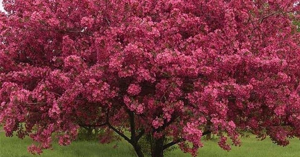 Декоративные деревья для сада: 12 названий лучших видов, которые вы захотите вырастить