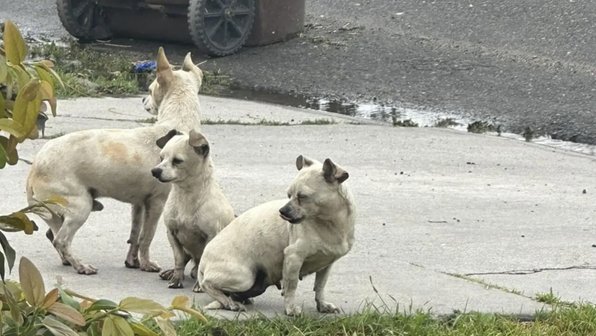 Три щенка обнялись друг с другом после спасения с улицы