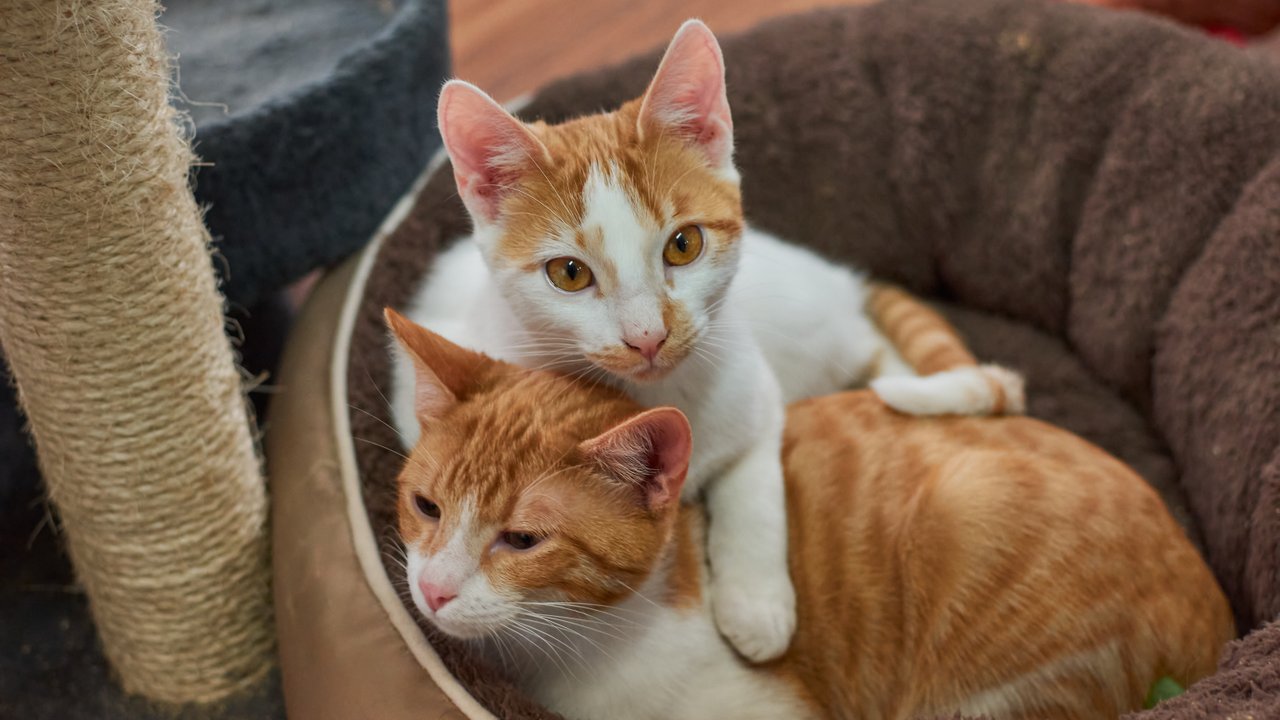 Хвостом и запахами: как кошки общаются друг с другом - Питомцы Mail.ru