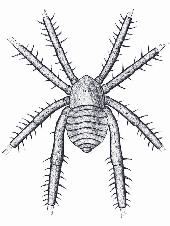 Реконструкция паукообразного паукообразного Douglassarachne acanthopoda возрастом 308 млн лет.