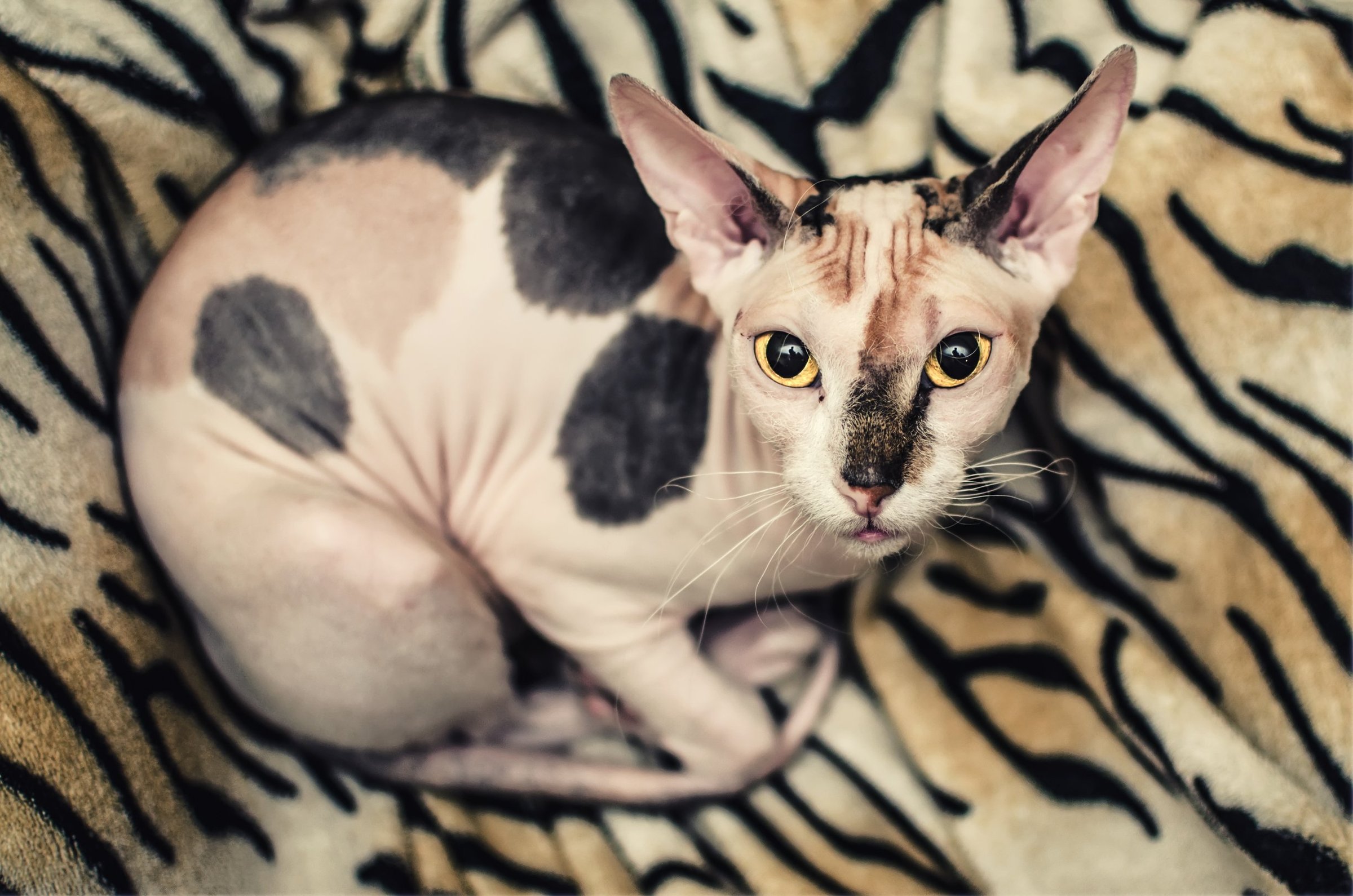 Кошки которые не линяют