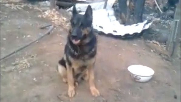 Под Астраханью пес несколько дней ждал хозяев на месте пожара