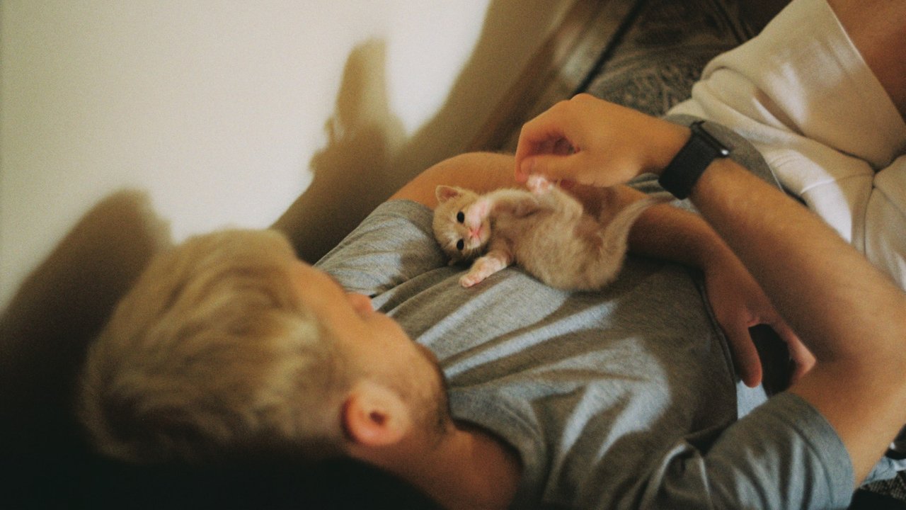Котенок и его человек