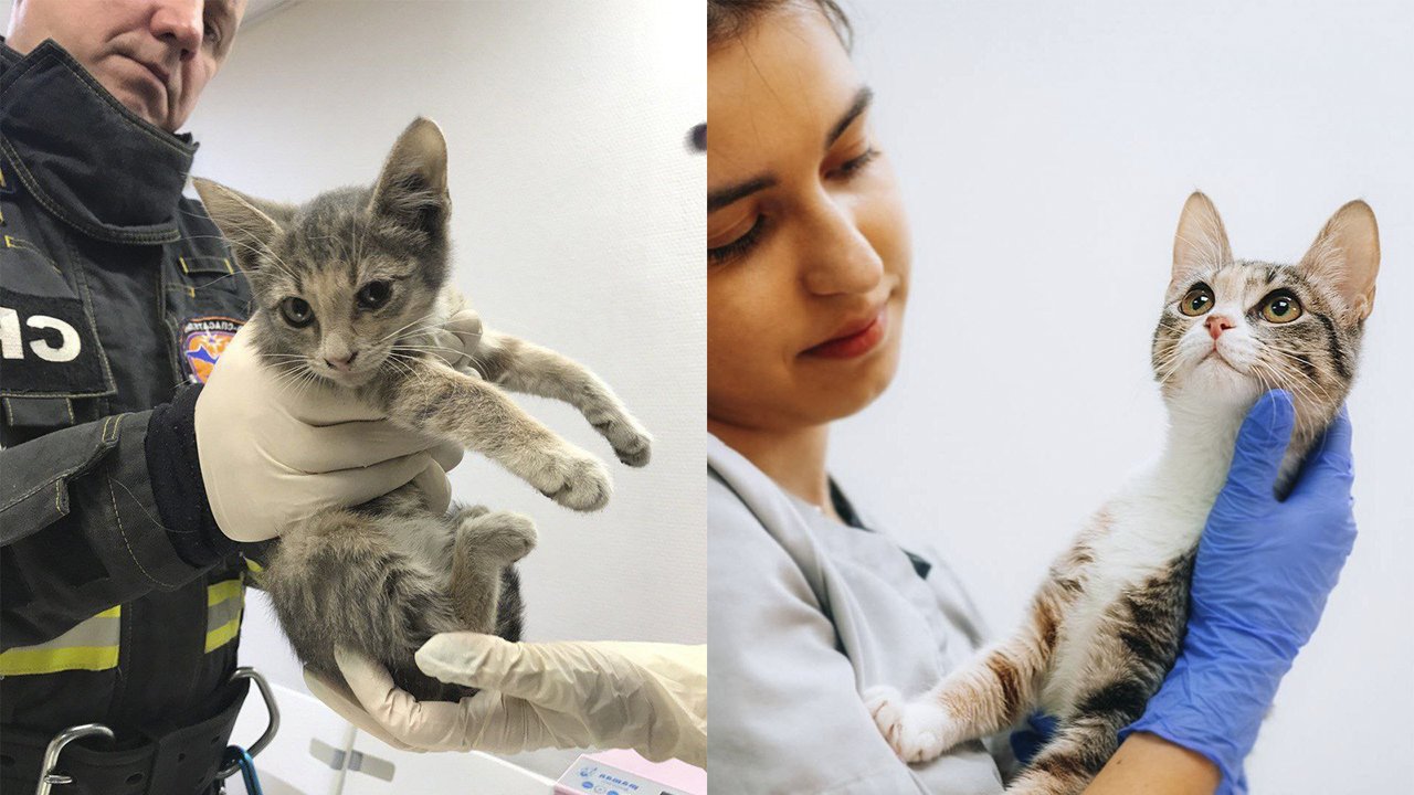 Котенок, которого спасли в январе, изменился до неузнаваемости Котенок, которого спасли в январе, изменился до неузнаваемости