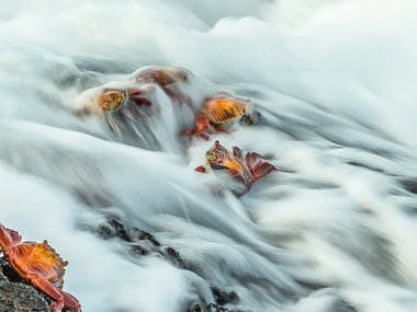 World Nature Photography Awards World Nature Photography Awards