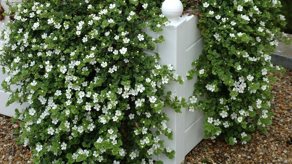 Маленькие белые цветы на зеленых ветках свисают из деревянной подставки для цветов.
