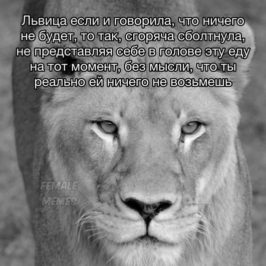 Черно-белая фотография львицы с надписью «Львица если и говорила, что ничего не будет, то так, сгоряча сболтнула,не представляя себе в голове эту еду на тот момент, без мысли, что ты реально ей ничего не возьмешь». Черно-белая фотография львицы с надписью «Львица если и говорила, что ничего не будет, то так, сгоряча сболтнула,не представляя себе в голове эту еду на тот момент, без мысли, что ты реально ей ничего не возьмешь».