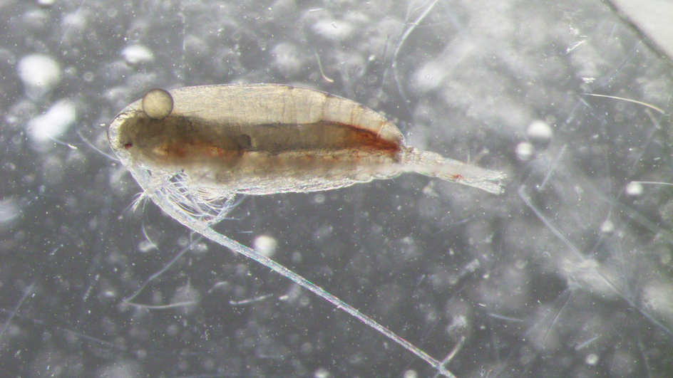 Calanus finmarchicus — вид веслоногих моллюсков и компонент зоопланктона, который в огромных количествах встречается в северной части Атлантического океана Calanus finmarchicus — вид веслоногих моллюсков и компонент зоопланктона, который в огромных количествах встречается в северной части Атлантического океана