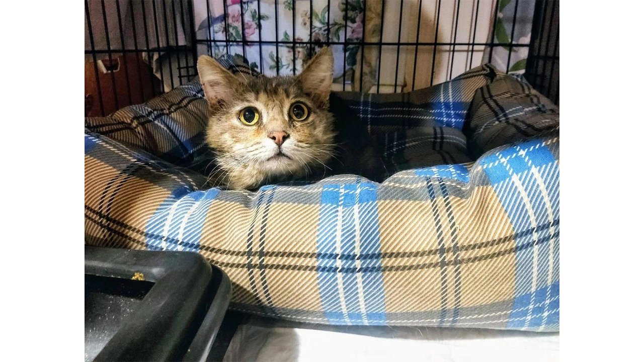 Кот с особенным взглядом остается один — его никто не хочет брать Кот с особенным взглядом остается один — его никто не хочет брать