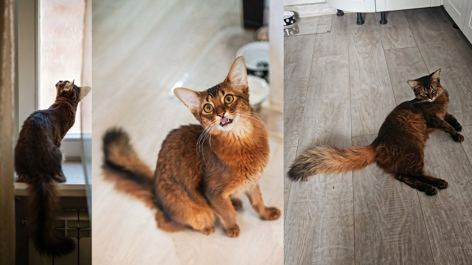 Сомалийская кошка Сомалийская кошка