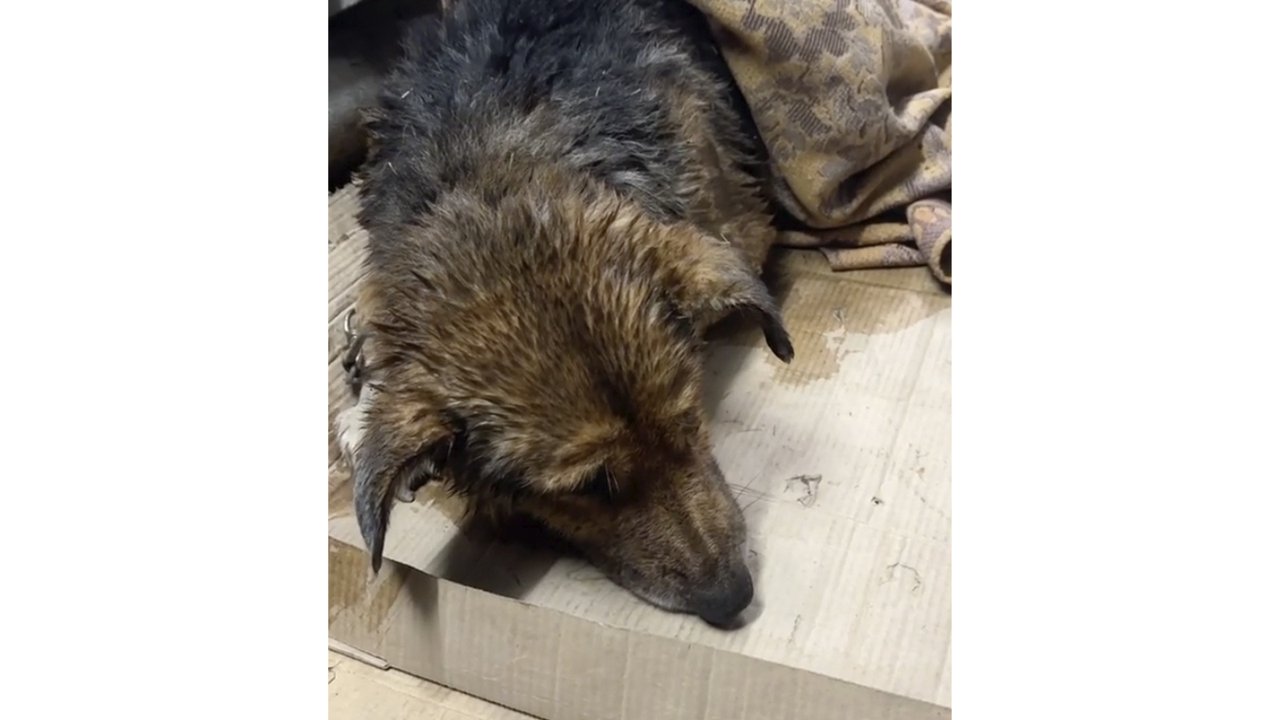 Под Можайском спасли и отогрели собаку, провалившуюся под лед в пруд Под Можайском спасли и отогрели собаку, провалившуюся под лед в пруд