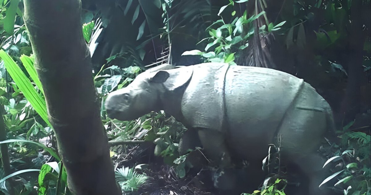 Камера сняла детеныша редкого яванского носорога (фото)