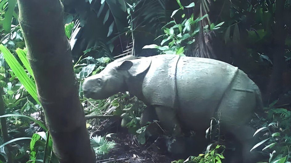 Детеныш яванского носорога