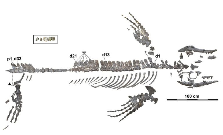 Скелет Megapterygius wakayamaensis. Фото: Takumi / ScienceAlert