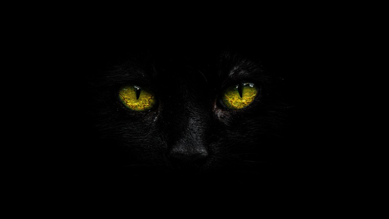 Глаза черных кошек
