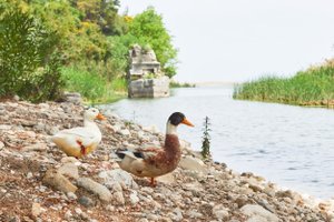 Утки не уснули в пруду