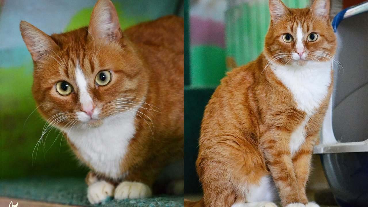 Котенок победил болезнь