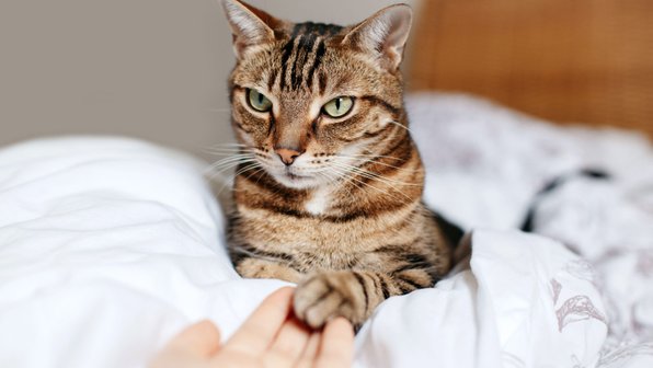 7 признаков, что вашей кошке не хватает любви