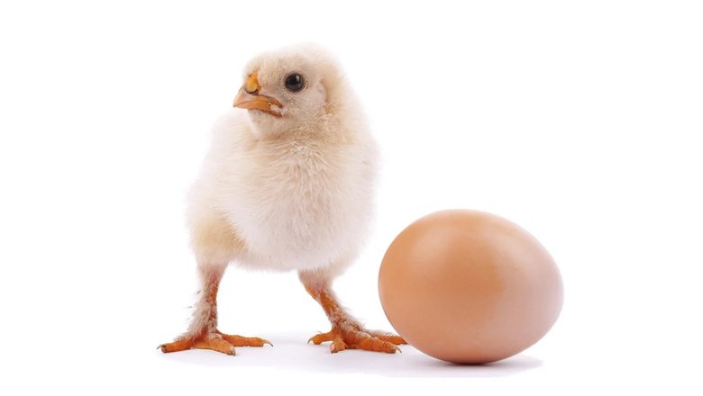 Куриное филе с яйцом и укропом