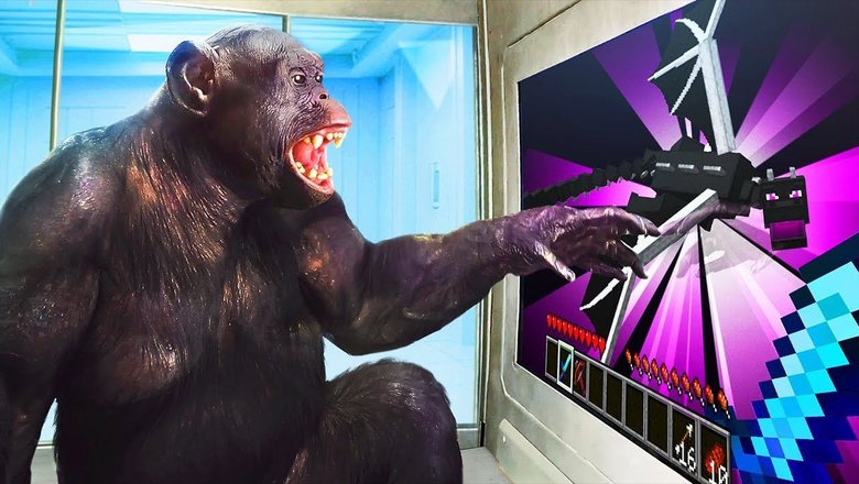 Шимпанзе Канзи играет в Minecraft. Фото: YouTube / ChrisDaCow