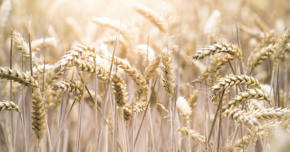 Обработка золотом: российские ученые нашли способ повысить урожай пшеницы