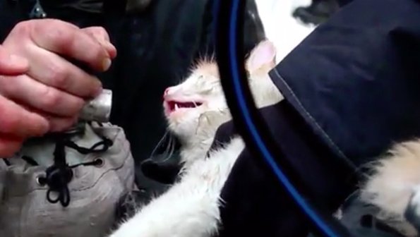 Видео дня: спасатели откачивают кота во время пожара в Волгограде