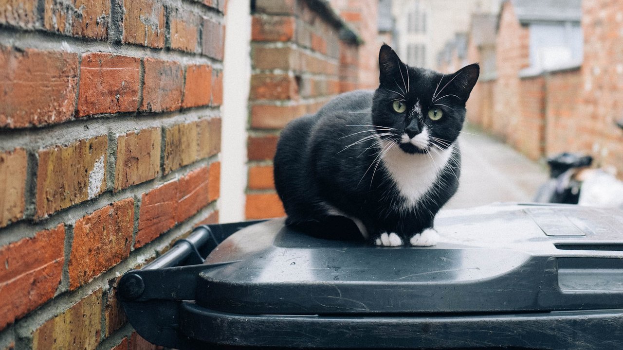 Черно-белая кошка