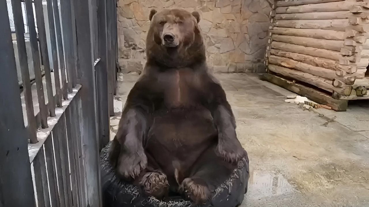 медведь медведь