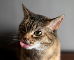Кошка