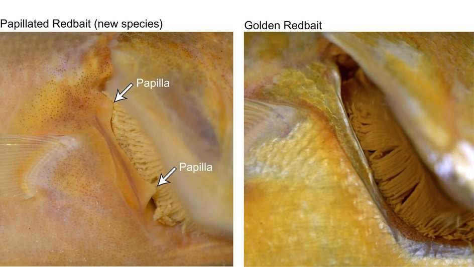 Под жаберной крышкой у рыб нового вида есть два характерных сосочка, отмеченных стрелками (слева). У близкородственной золотой красной приманки сосочки в той же области отсутствуют (справа)