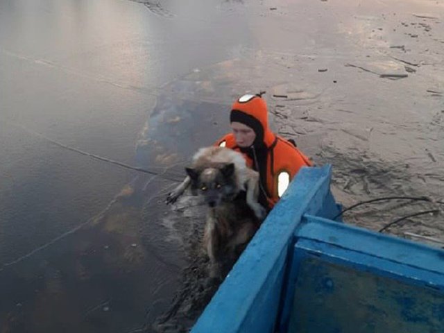 Под Вологдой спасли собаку, провалившуюся под лед