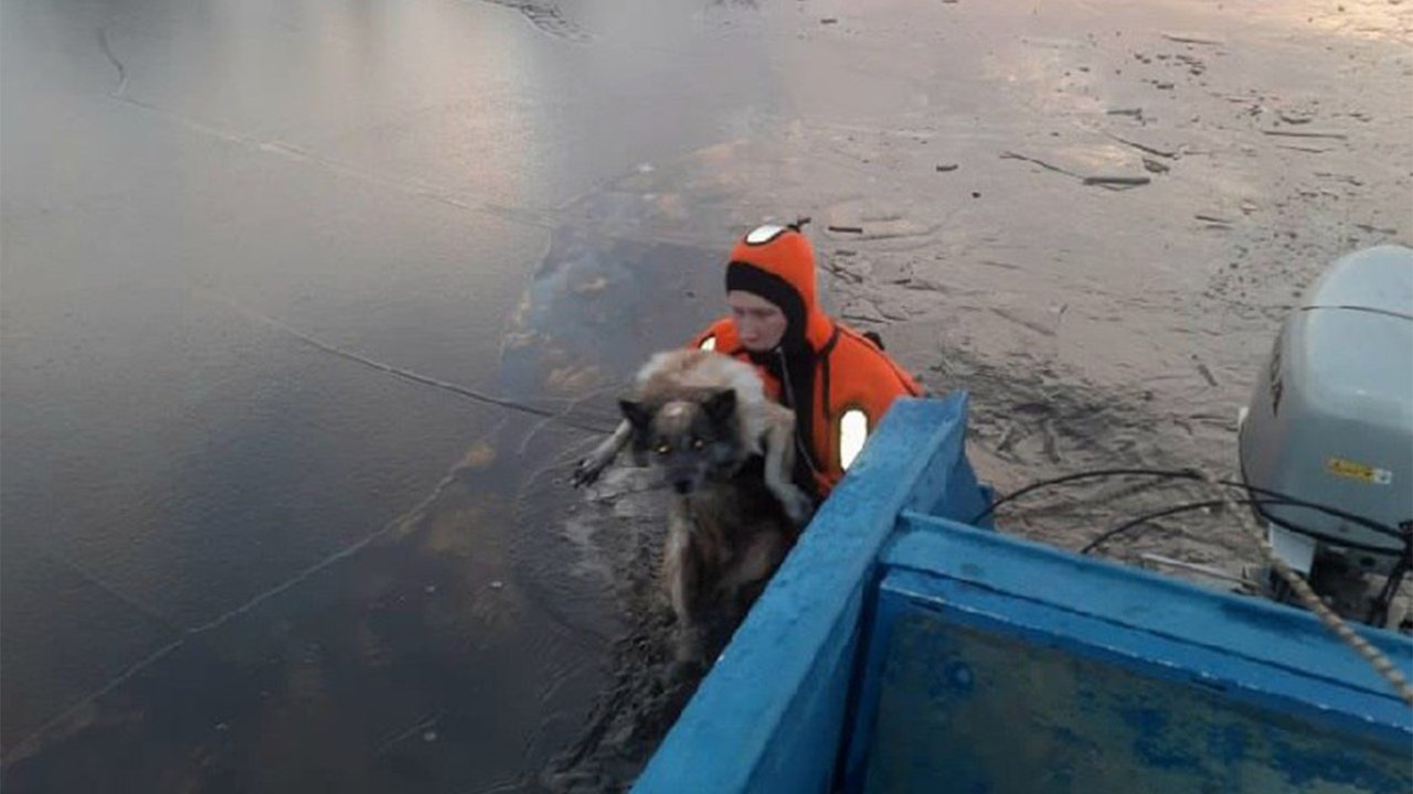 Под Вологдой спасли собаку, провалившуюся под лед