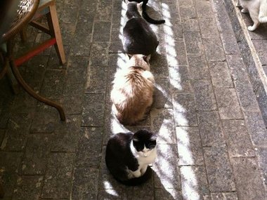 Ну-ка, встаньте в ряд. Источник: https://www.boredpanda.com/cats-enjoying-warmth/