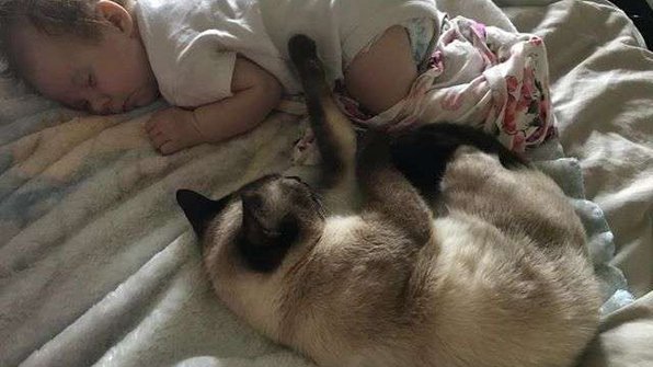 Кошка подобрела после рождения младенца