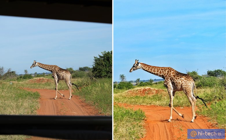 На этой фотографии, сделанной из-под тента джипа на сафари, очень много лишнего. Но после обезки остается главное — красавец жираф.