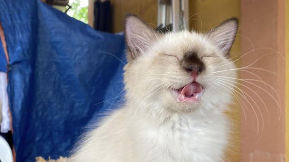 Люди взяли кота из приюта. Взгляните на эту счастливую мордашку
