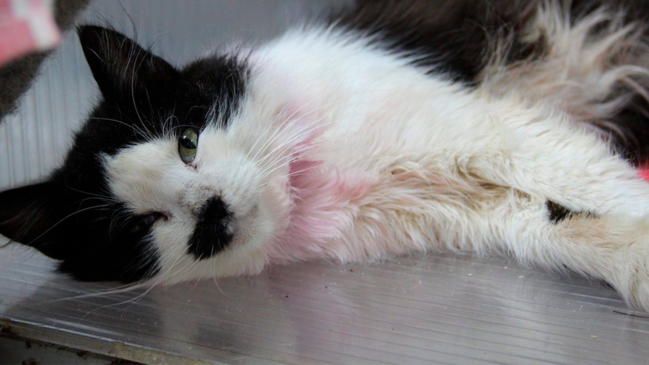 Необычный кот с фиолетовой шерстью удивил жителей Краснодара - Питомцы  Mail.ru