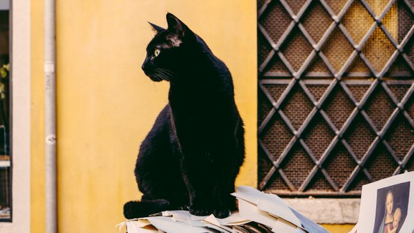 Кошка ушла из дома и вернулась с детьми — но они не ее