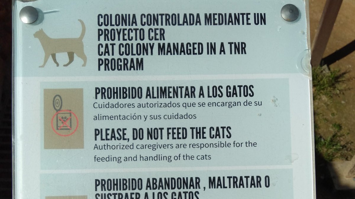Кошки в Испании