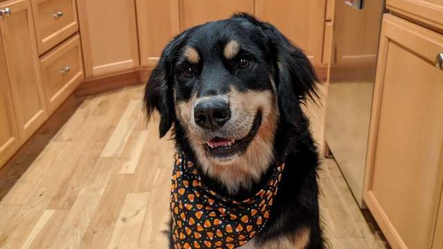Pets.mail.ru Pets.mail.ru