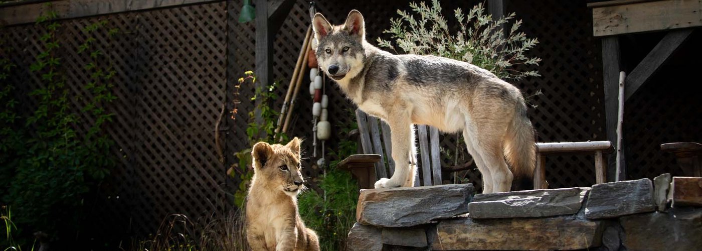 Кадр из фильма «Волк и Лев»